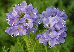 Polemonium confertum